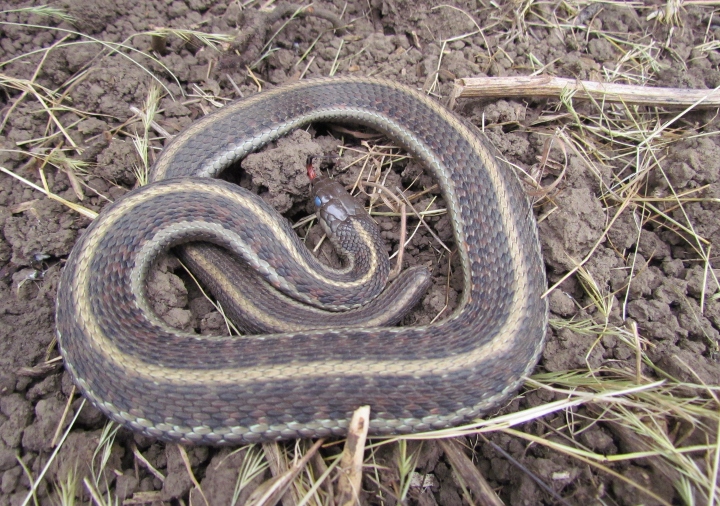Coast Garter Snake